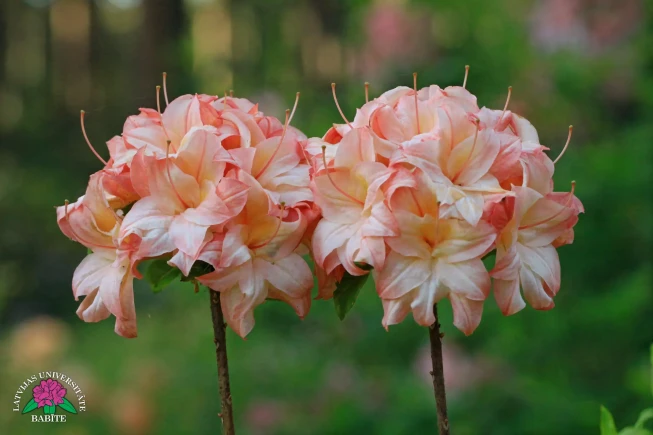 Rhododendron   'ErasmusPlus Latvija'